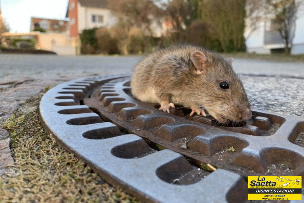 DERATTIZZAZIONE E MONITORAGGIO RODITORI